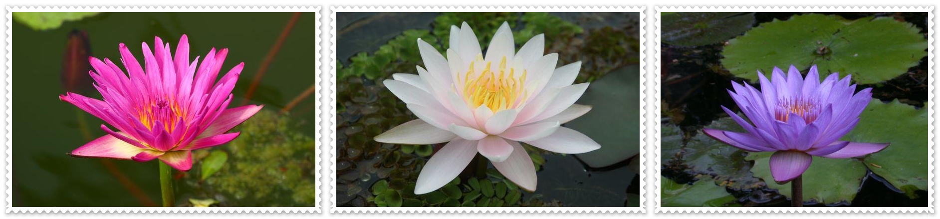 Water Lily--水百合(睡蓮)圖片